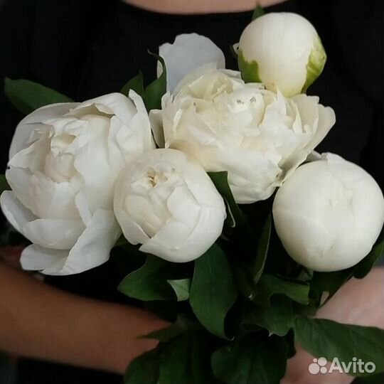 Цветы пионы