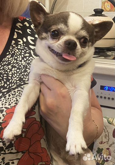 Вязка кобель чихуахуа