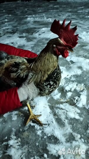 Петухи молодые 8 месяцев