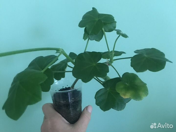 Пеларгония герань