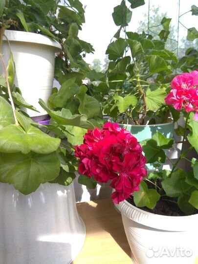 Пеларгония герань плющелистная