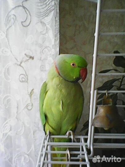 Ожереловый попугай. Самец