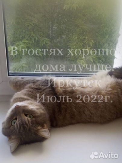 Передержка