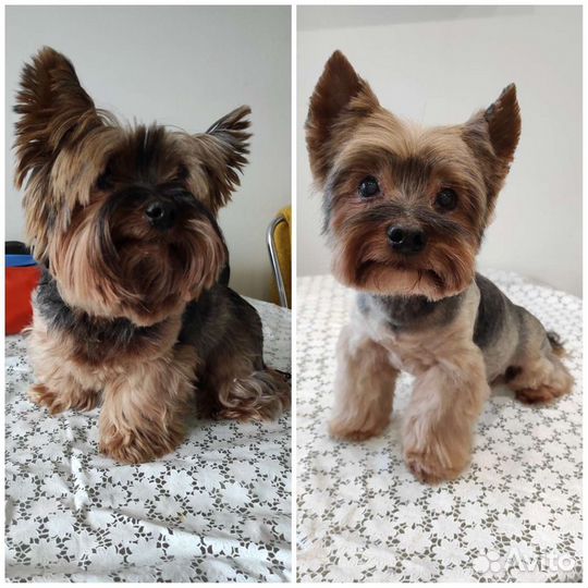 Грумер для мелкашей и котиков