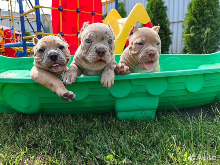 Американский булли