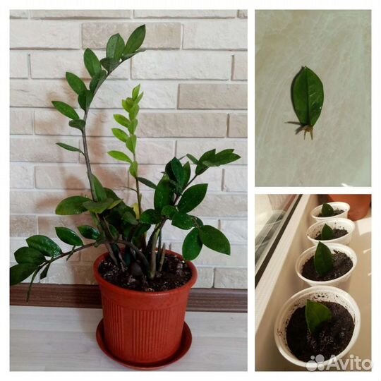 Доллоровое дерево. Аллое вера. Пеларгония