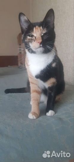 Отдам кошку в добрые руки