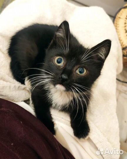 Черный котенок Тотошка