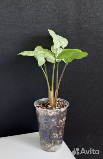 Сингониум сильвер перл (Silver Pearl)