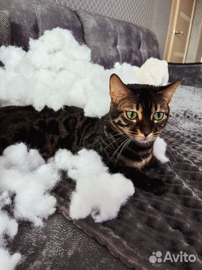 Бенгальская кошечка