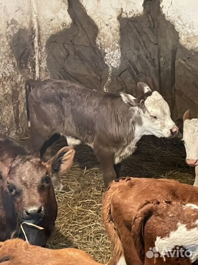 Бычки и телки породистые