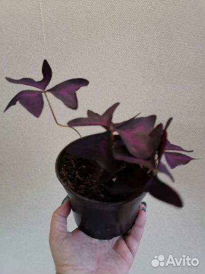 Кислица (оксалис), 2 вида