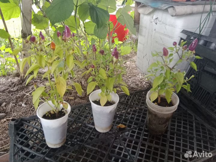 Перчик острый для подоконника