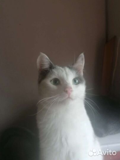 Котики