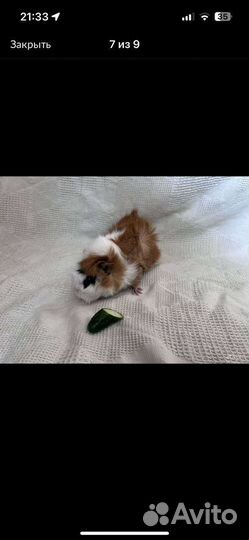 Морская свинки