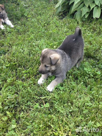 Лайчата. В дар