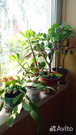 Декабрист, толстянка, каланхое