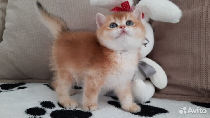 Британская шиншилла кошечка
