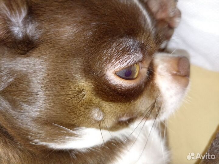 Отдам в добрые руки, когда-то любимую игрушку сына