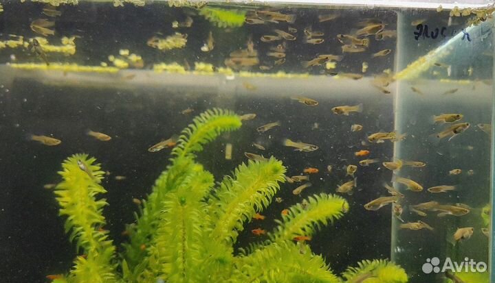 Рыбки Гуппи, Тенеции гло