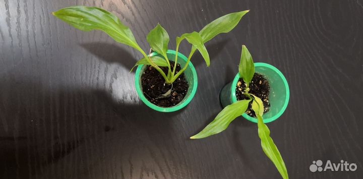 Спатифиллум