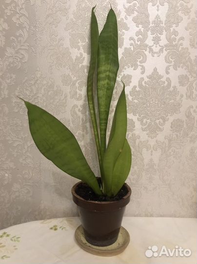 Сансевиерия