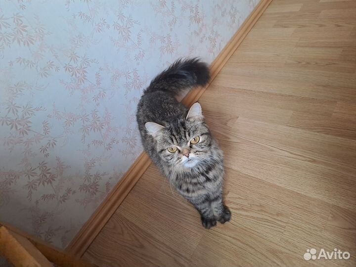 Кошки в добрые руки