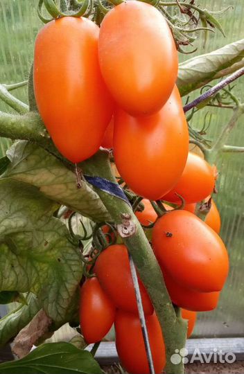 Рассада помидоров, баклажанов, капусты, огурцов