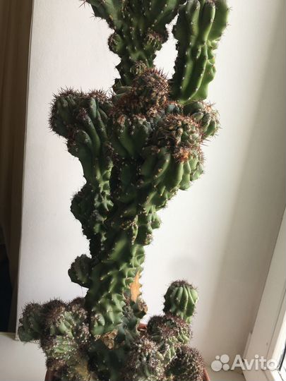 Кактус цереус перуанский, большой