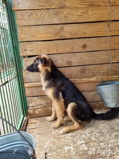 Милый щенок Шкипер из приюта в добрые руки