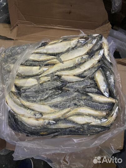 Рыба мороженная скумбрия брак на корм животным