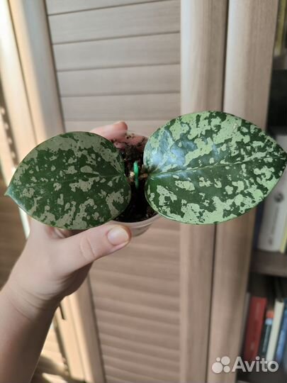 Хойя Акута EPS-997