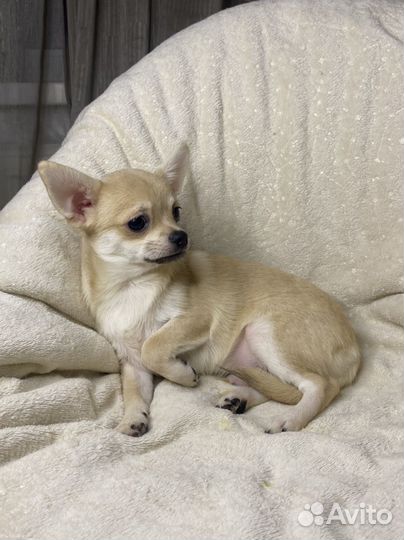 Щенки чихуахуа
