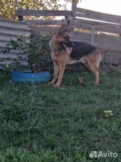 Немецкая овчарка вязка