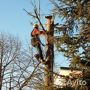Спил деревьев уборка участков