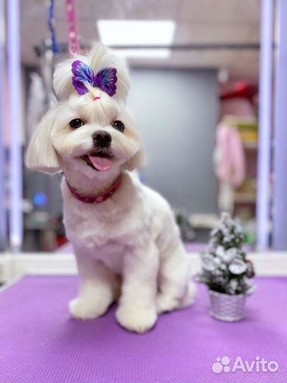 Зоосалон. Груминг. Стрижка животных. Тримминг