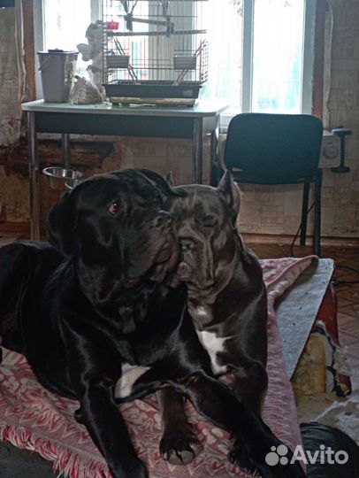 Щенки Кане Корсо