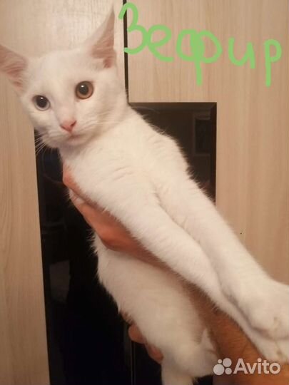 Кошки в добрые руки