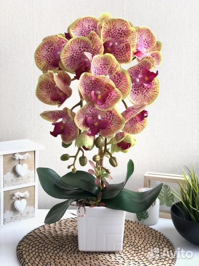 Декоративная орхидея