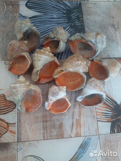 Морские ракушки