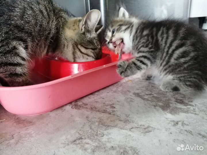 Котенок