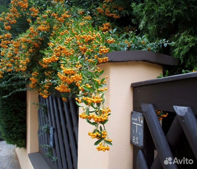 Пираканта Шарлаховая, разные цвета, семена