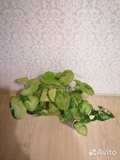 Набор Сингониумов