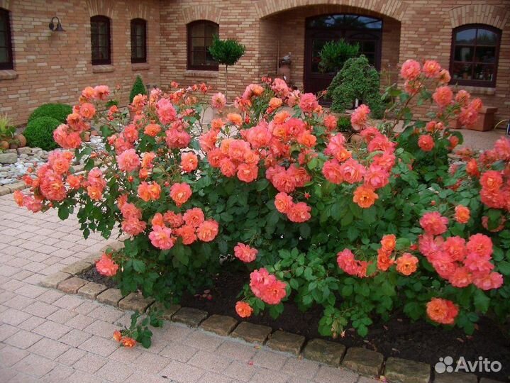 Саженцы роз самых лучших сортов