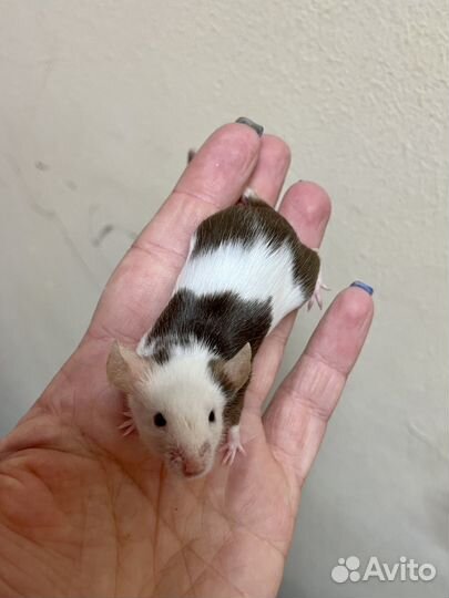 Декоративные мышки