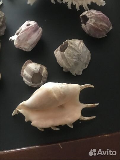 Морские ракушки раковины кораллы