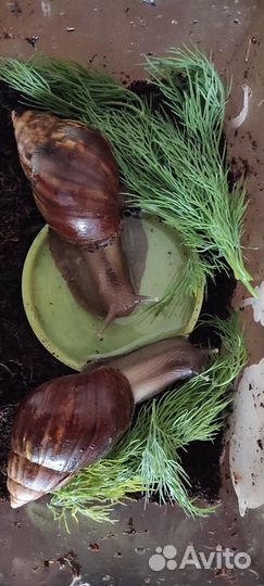 Улитята (улитка Ахатина)