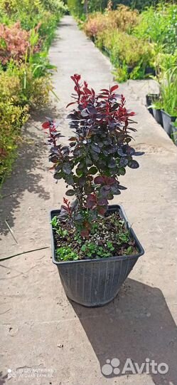 Барбарис Конкорд