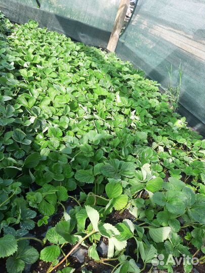 Рассада клубники Липецкая обл