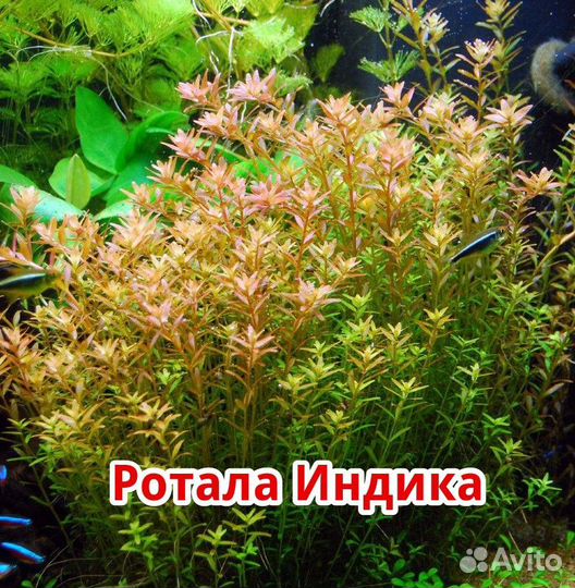Аквариумные растения